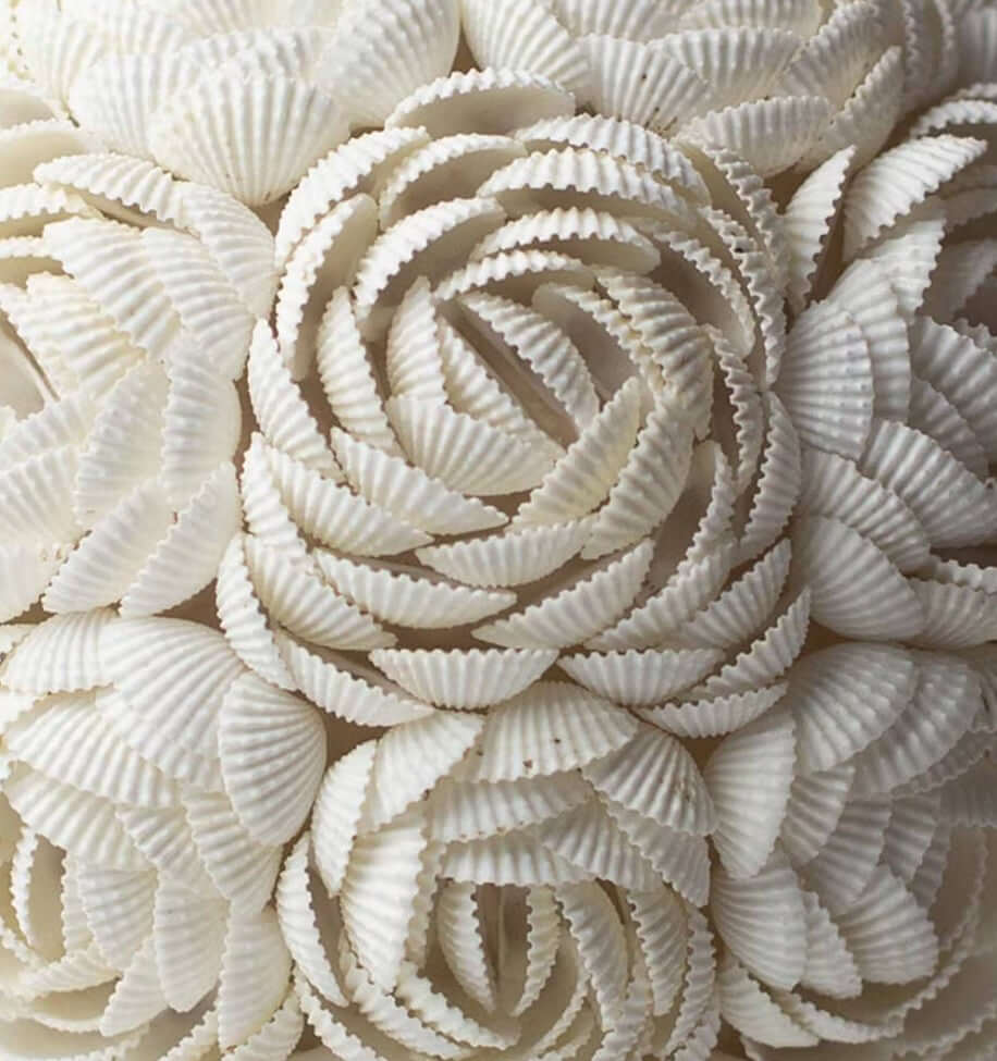 Close-up of white sea shells with a textured pattern